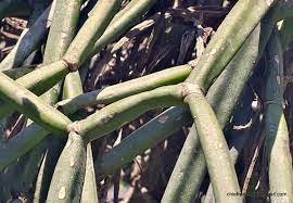 আদি কথা (এম এ ওয়াহাব)