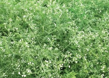 ভয়ংকর পার্থেনিয়ামে সয়লাব মেহেরপুর