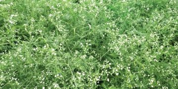 ভয়ংকর পার্থেনিয়ামে সয়লাব মেহেরপুর