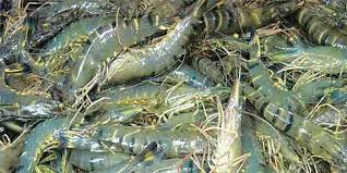 সাতক্ষীরার চিংড়ি চাষিদের কপালে চিন্তার ভাঁজ