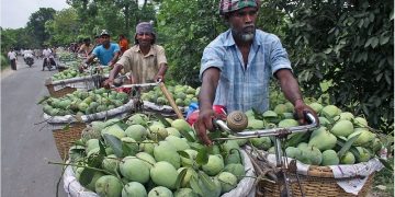 রাজশাহীর আম বাজারে আসছে ১৫ মে