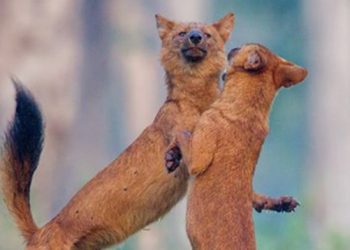 কুকুরহীন নান্দাইল