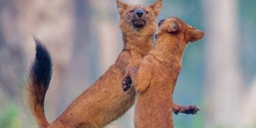 কুকুরহীন নান্দাইল