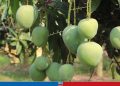 নওগাঁয় আড়াই হাজার কোটি টাকার আম বিক্রির আশা