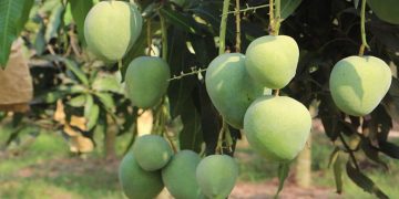 নওগাঁয় আড়াই হাজার কোটি টাকার আম বিক্রির আশা