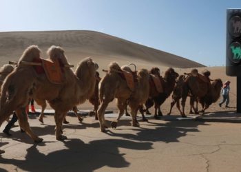 মরুভূমিতে ট্রাফিক সিগন্যাল