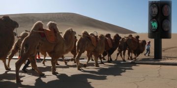 মরুভূমিতে ট্রাফিক সিগন্যাল