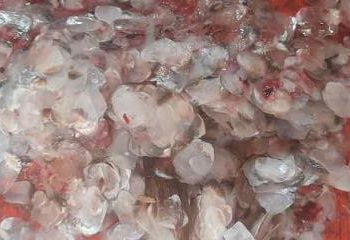 মাছের আঁশ আর ফেলনা নয়