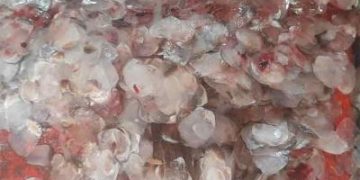 মাছের আঁশ আর ফেলনা নয়