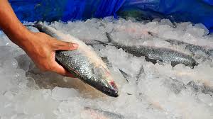 ইলিশের অন্ত্রে উপকারী ব্যাকটেরিয়া