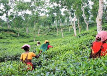 মির্জাপুর চা বাগানের কার্যালয়ে হামলা