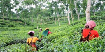মির্জাপুর চা বাগানের কার্যালয়ে হামলা