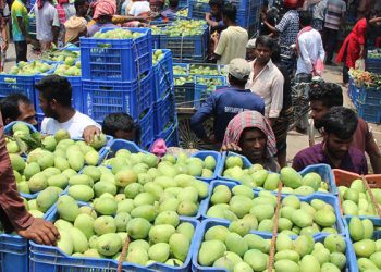 রাজশাহীতে গুটি আম পাড়া শুরু ফাঁকা হাটে চড়া দাম