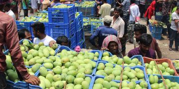 রাজশাহীতে গুটি আম পাড়া শুরু ফাঁকা হাটে চড়া দাম