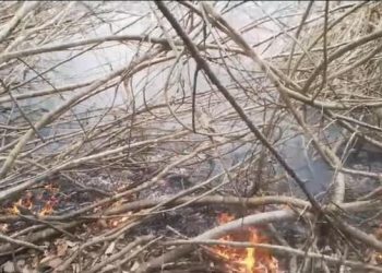 সুন্দরবনে আগুন নেভানোর চেস্টা চলছে