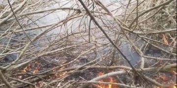 সুন্দরবনে আগুন নেভানোর চেস্টা চলছে