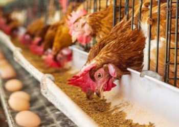 মুরগির পর এবার বাড়ছে ডিমের দাম