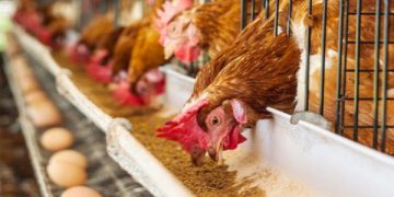 মুরগির পর এবার বাড়ছে ডিমের দাম