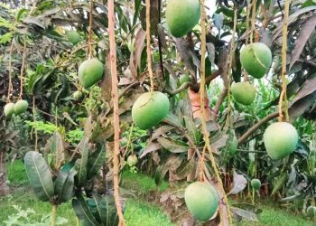 নাটোরের গুটি আম বাজারে আসবে ১৫ মে থেকে