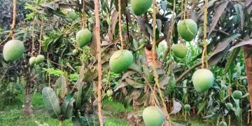 নাটোরের গুটি আম বাজারে আসবে ১৫ মে থেকে