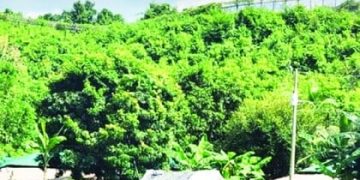 প্রভাবশালী শিল্প গ্রুপের দখলে গাজীপুরের সংরক্ষিত বনভূমি