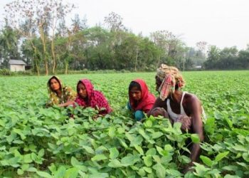 যতদূর চোখ যায় সয়াবিন আর সয়াবিন