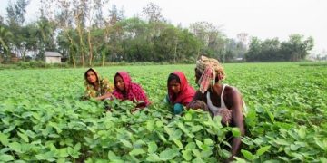 যতদূর চোখ যায় সয়াবিন আর সয়াবিন