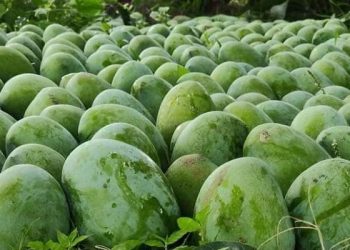 এবার রাজশাহী অঞ্চলে আমের দাম বেশি