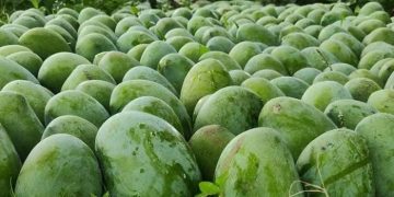 এবার রাজশাহী অঞ্চলে আমের দাম বেশি