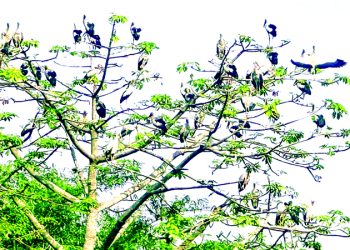 শেরপুরের পাখিবাড়ি