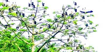 শেরপুরের পাখিবাড়ি