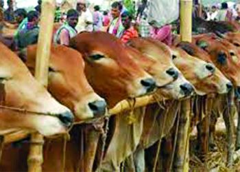 গরুর অভাব নেই হাটে
