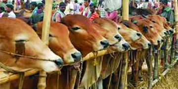 গরুর অভাব নেই হাটে