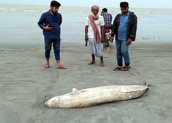কুয়াকাটা সৈকতে ভেসে এসেছে মৃত ডলফিন
