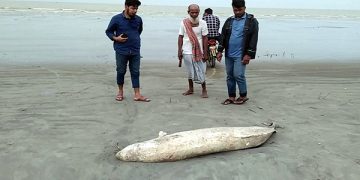 কুয়াকাটা সৈকতে ভেসে এসেছে মৃত ডলফিন