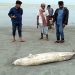 কুয়াকাটা সৈকতে ভেসে এসেছে মৃত ডলফিন