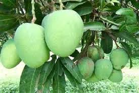 তিন মণ আমে ১ মণ ফ্রি