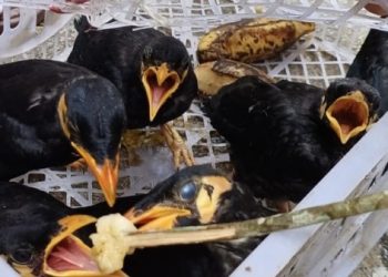 পাচার থেকে রক্ষা পেল বিপন্ন পাহাড়ি ময়নাগুলো