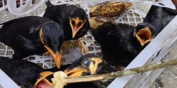 পাচার থেকে রক্ষা পেল বিপন্ন পাহাড়ি ময়নাগুলো