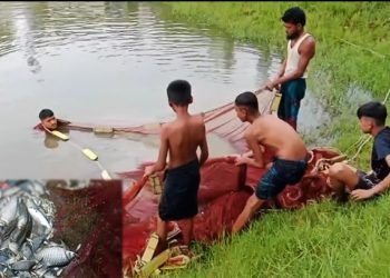 পুকুরে ধরা পড়ল ১০টি ইলিশ