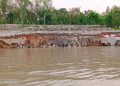 বগুড়ায় যমুনায় ভাঙন