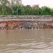 বগুড়ায় যমুনায় ভাঙন