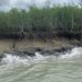 ভেঙে যাচ্ছে সুন্দরবনের উপকূলীয় এলাকা