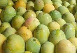 ইউরোপের বাজারে গেল রাজশাহীর আম