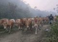 সীমান্ত দিয়ে ঢুকছে চোরাই গরুর পাল