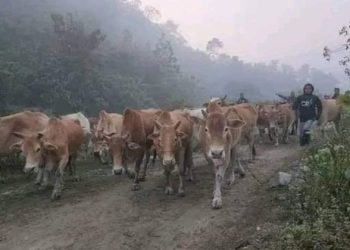 সীমান্ত দিয়ে ঢুকছে চোরাই গরুর পাল