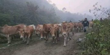 সীমান্ত দিয়ে ঢুকছে চোরাই গরুর পাল