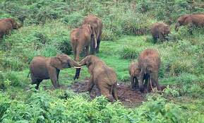 হাতির আক্রমণে চার মাসে ঝরে গেছে ৬