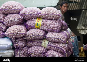 বিলোনিয়া সীমান্ত থেকে ৭০ বস্তা রসুন জব্দ