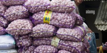 বিলোনিয়া সীমান্ত থেকে ৭০ বস্তা রসুন জব্দ